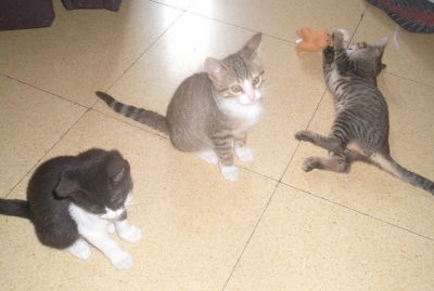 Los tres gatitos, Star, Moon y Sunny