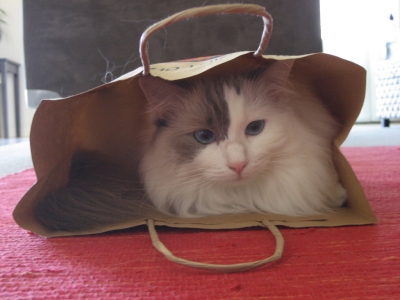 gatito en bolsa